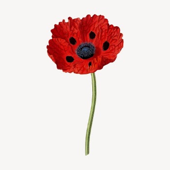 Red poppy flower clipart, vintage | Free Vector - rawpixel
