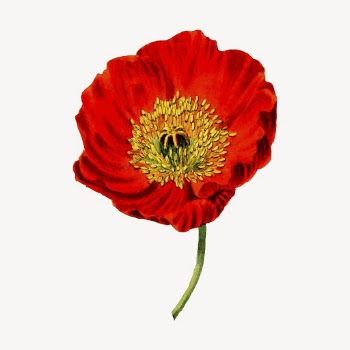 Red poppy flower clipart, vintage | Free Vector - rawpixel