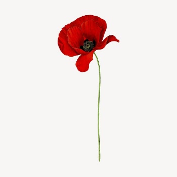 Red poppy flower clipart, vintage | Free Vector - rawpixel