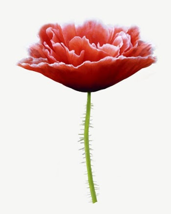 Red poppy flower collage element | Free PSD - rawpixel