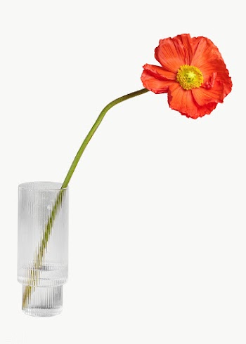 Red poppy flower in a vase transparent png | Free  transparent png - 2278138
