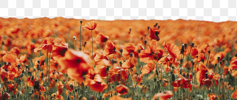 Red poppy flower png border, | Free PNG - rawpixel