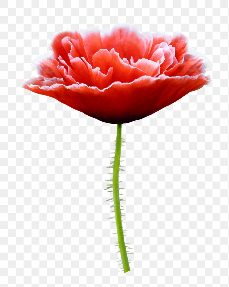 Red poppy flower png sticker, | Free PNG - rawpixel