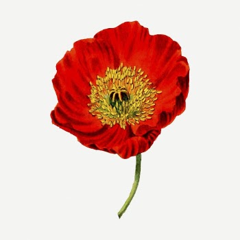 Red poppy flower sticker, vintage | Free PSD - rawpixel