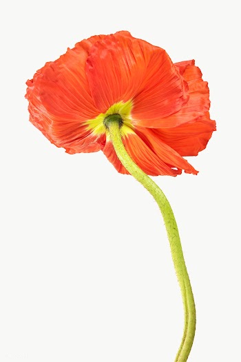 Red poppy flower transparent png | Free  transparent png - 2278159