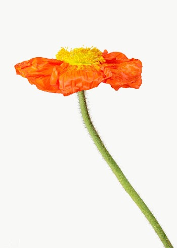 Red poppy flower transparent png | Free  transparent png - 2278199