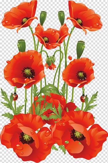 Red poppy flowers art, Common poppy Flower California poppy, Hand-painted flowers background material transparent background PNG clipart
