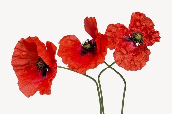Red poppy flowers collage element | Free PSD - rawpixel