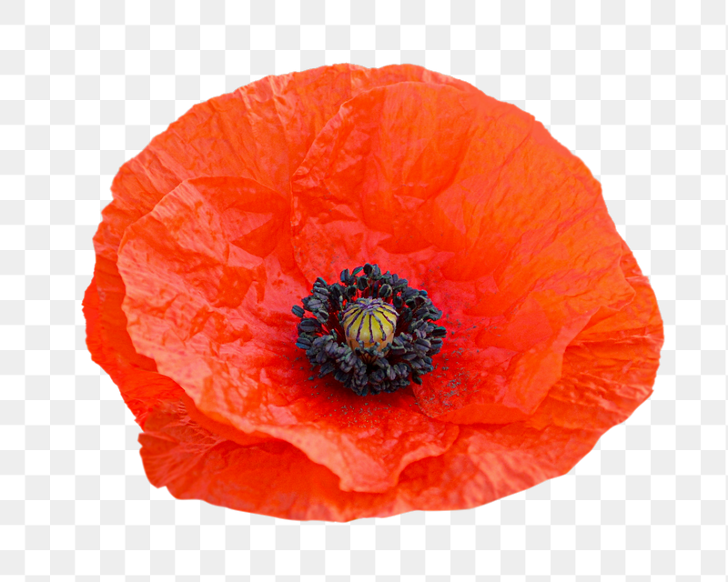 Red poppy png  flower | Free PNG - rawpixel