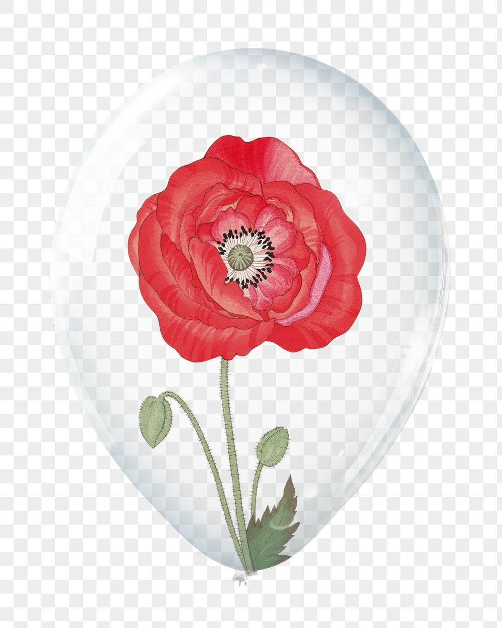 Red poppy png, flower in clear | Free PNG - rawpixel