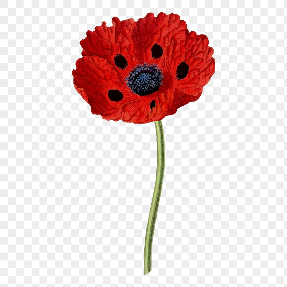 Red poppy png flower sticker, | Free PNG - rawpixel