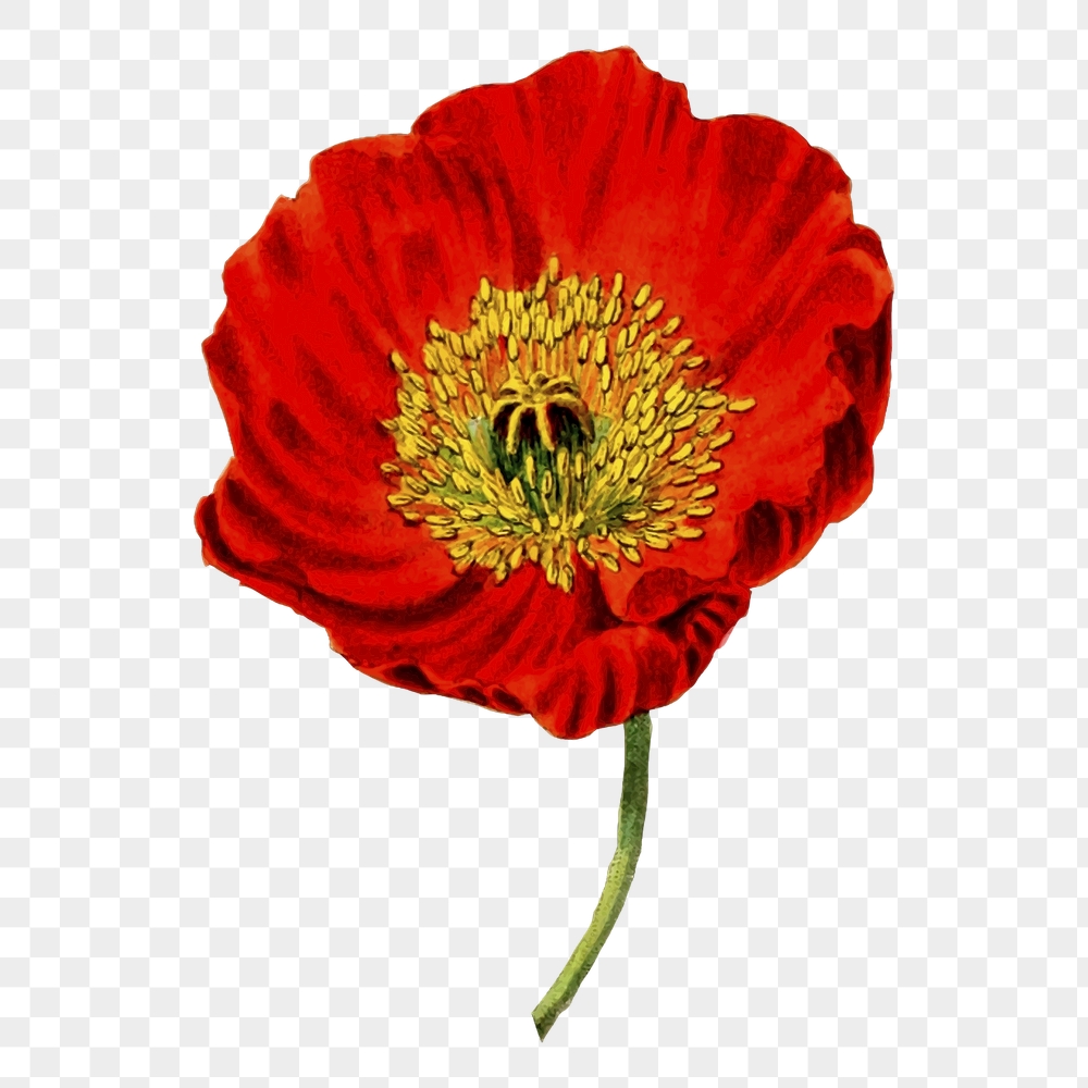 Red poppy png flower sticker, | Free PNG - rawpixel