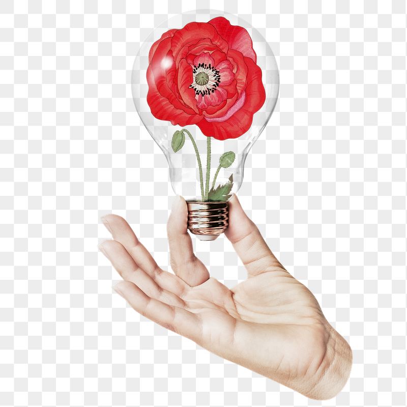 Red poppy png flower sticker, | Free PNG - rawpixel