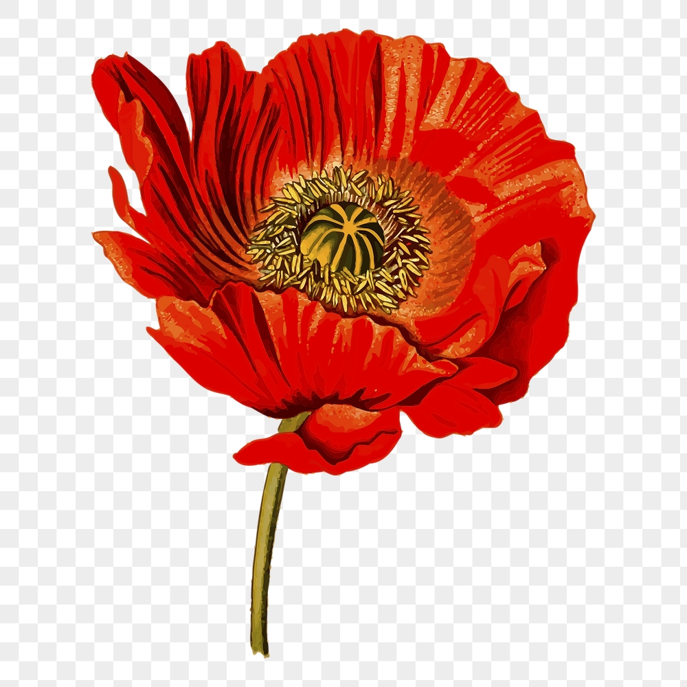 Red poppy png sticker, flower | Free PNG - rawpixel