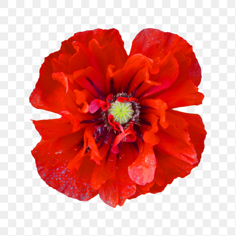 Red poppy png sticker, transparent | Free PNG - rawpixel