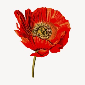 Red poppy sticker, flower illustration | Free Vector - rawpixel