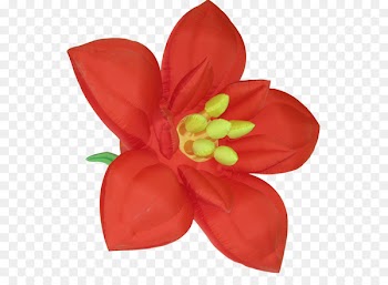 Red Portable Network Graphics Flower Clip art Image - flower 