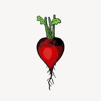 Red radish clipart, vintage vegetable | Free Vector Illustration - rawpixel