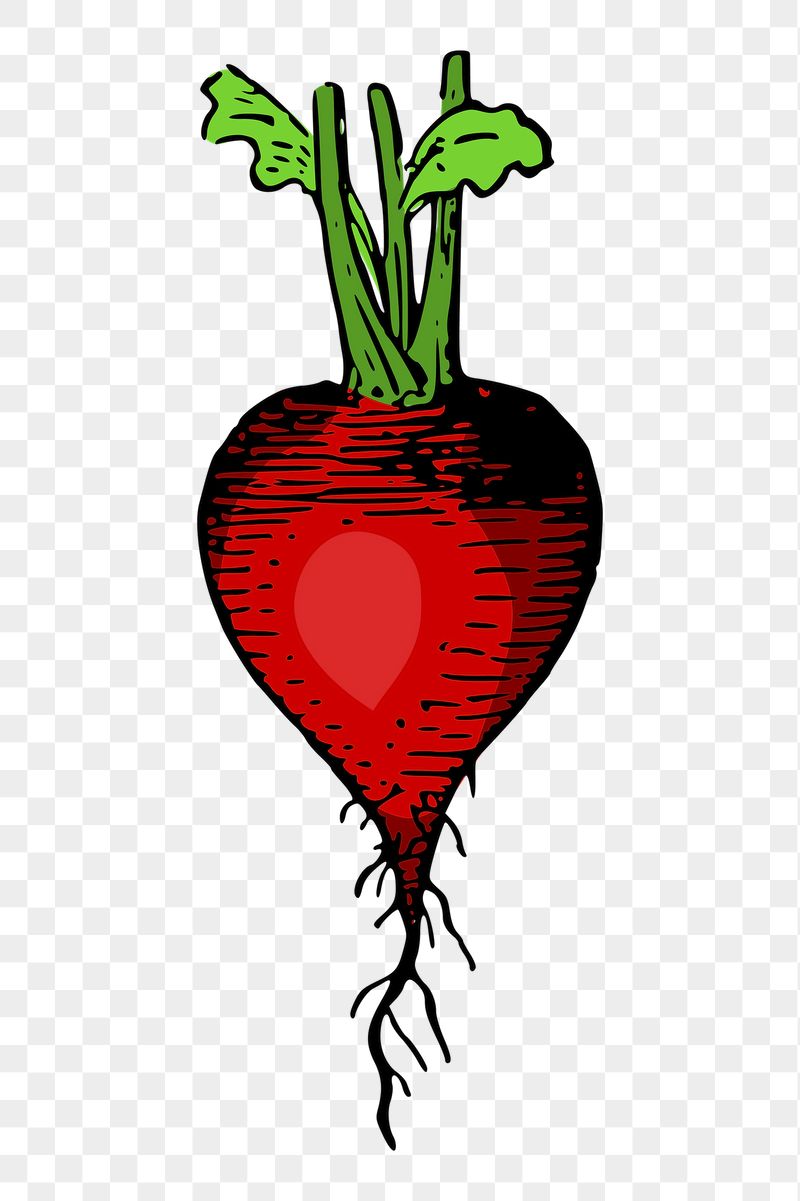 Red radish png sticker, vintage | Free PNG - rawpixel