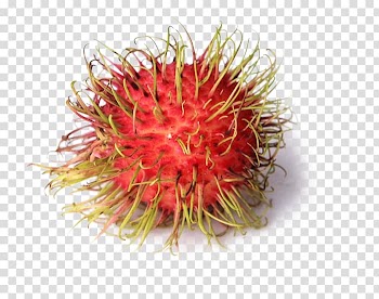 Red rambutan fruit, Rambutan Nephelium chryseum Fruit Lychee Eating, Free to pull the material rambutan transparent background PNG clipart