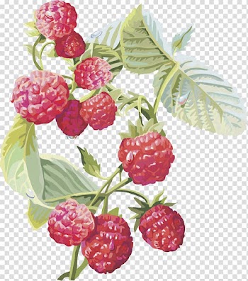 Red raspberries , Frutti di bosco Red raspberry Musk strawberry Fruit, Cranberry fruit cherries transparent background PNG clipart