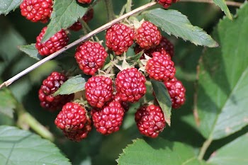 Red Raspberries in Shallow Focus Lens