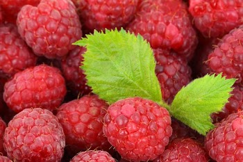 Red Raspberries With Green Leaves