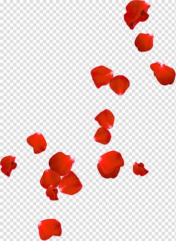 Red , red flower petals transparent background PNG clipart