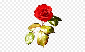 Red Red Valentine Rose - Valentine Rose Png
