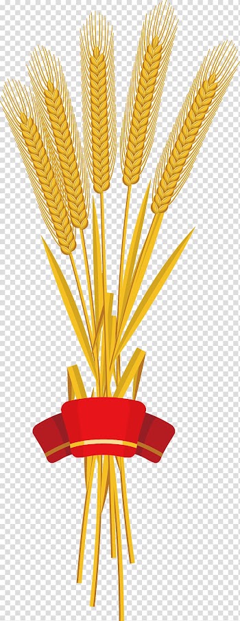 Red ribbon Wheat, Red ribbon wheat harvest transparent background PNG clipart