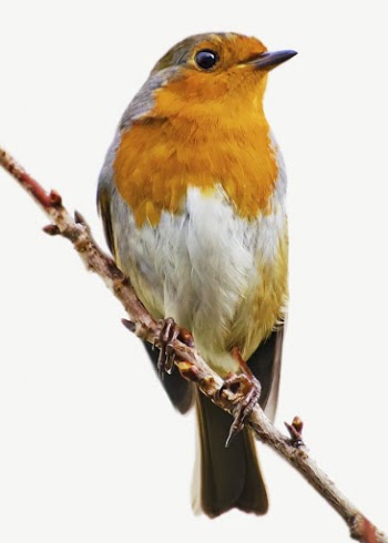 Red robin bird collage element | Free PSD - rawpixel