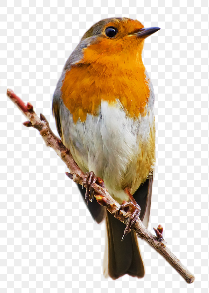 Red robin bird png sticker, | Free PNG - rawpixel