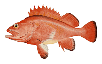 Red rockfish Sebastes aleutianus | Free Photo - rawpixel