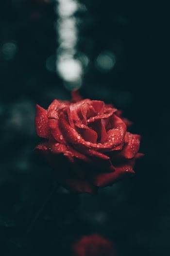 red rose