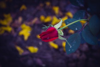 Red Rose 