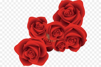 Red Rose 
