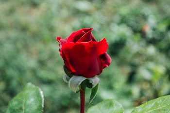 Red rose