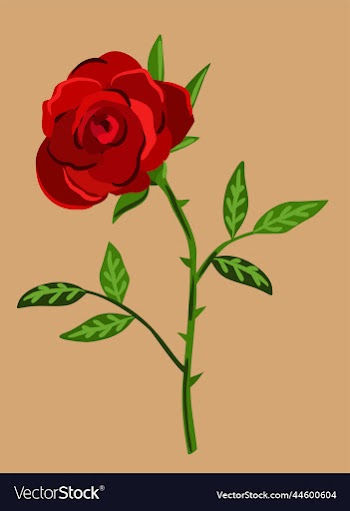 red rose