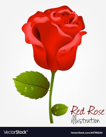 red rose