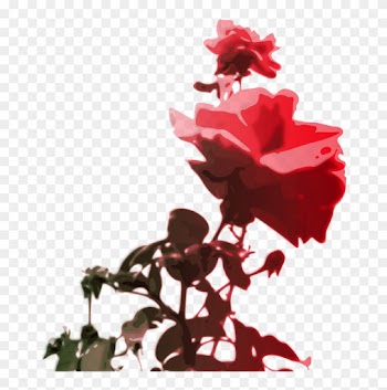 Red Rose Animation Download