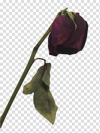 Red rose art, The Covered Amazon.com Death Flower Rose, dead transparent background PNG clipart