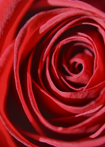 Red rose background, close up flower | Free Photo - rawpixel