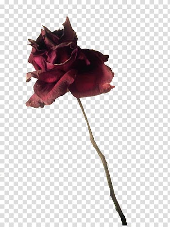 Red rose, Black rose Poster, Withered rose poster decoration transparent background PNG clipart
