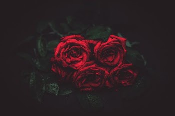 red rose bouquet