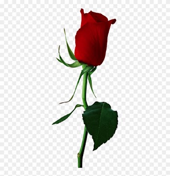 Red Rose Bud Png