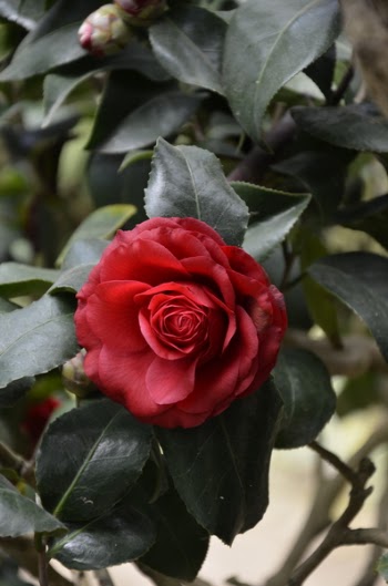 Red Rose Bush One Rose