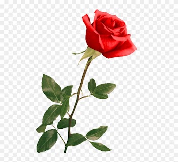 Red Rose By Violettalestrange - Wedding Backgrounds For Photoshop
