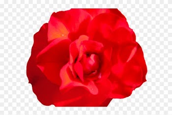 Red Rose Clipart Head - Garden Roses