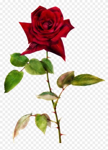Red Rose Clipart One - One Red Rose Png