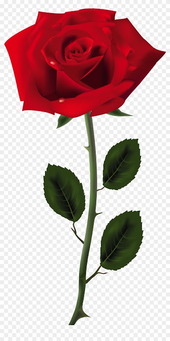 Red Rose Clipart Png Tumblr - Rose Png